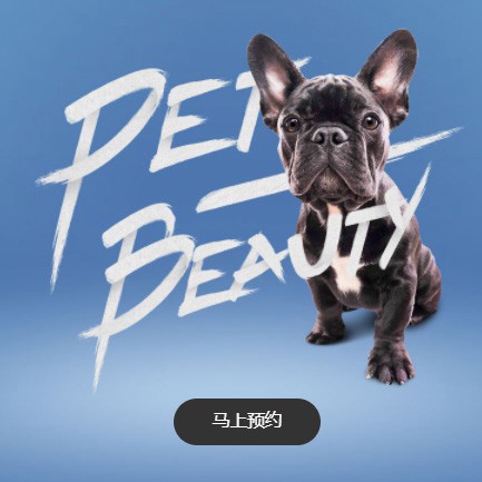 大渡口宠物中心小程序开发